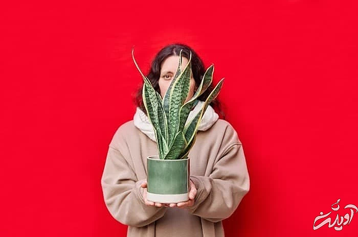 گیاهان لاکچری آپارتمانی گیاه مار